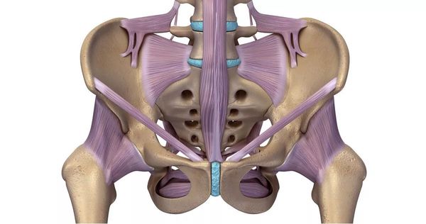 3D rendering of the pelvis and surrounding musculature
